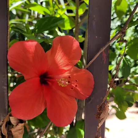 Апартаменти Naxos House *